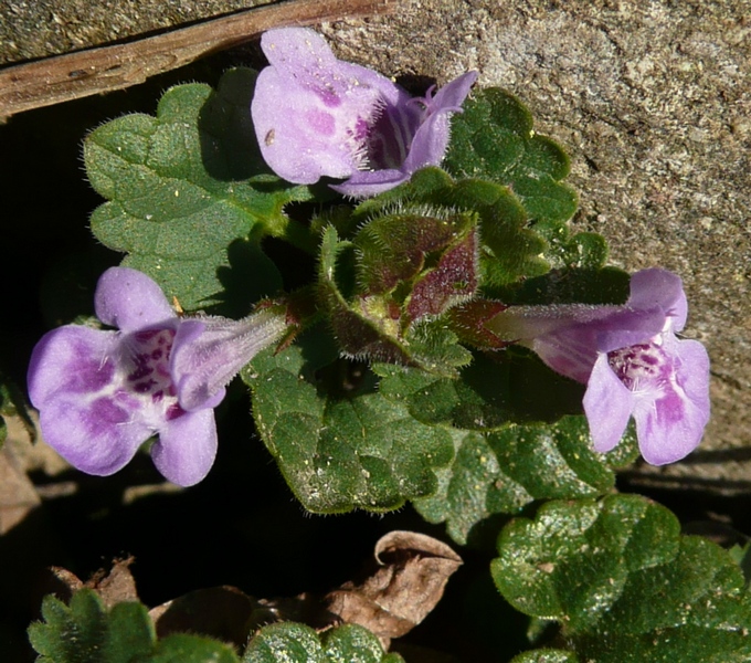 Glechoma hederacea L.